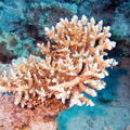 DSCF8514 koral hnedy